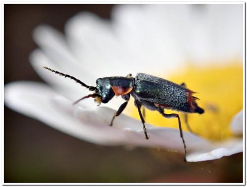 Réf. 229 733 : Clanoptilus marginellus